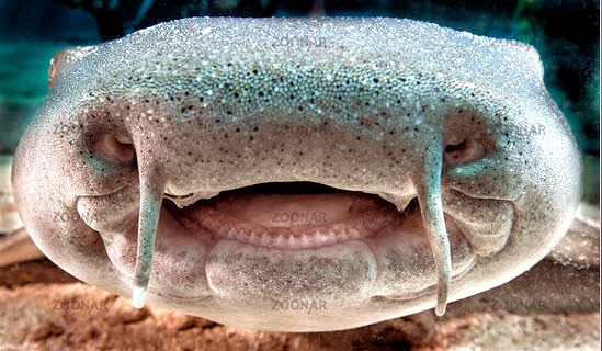 Ginglymostoma cirratum_05.jpg